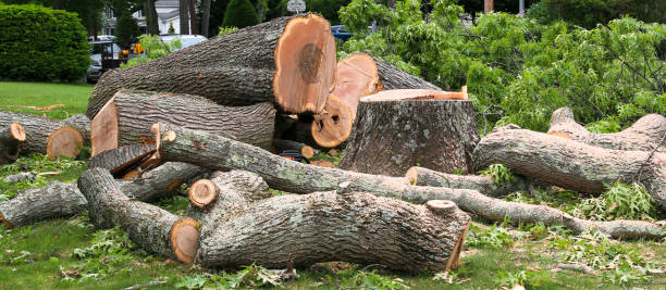 Best Hazardous Tree Removal  in Bath, PA