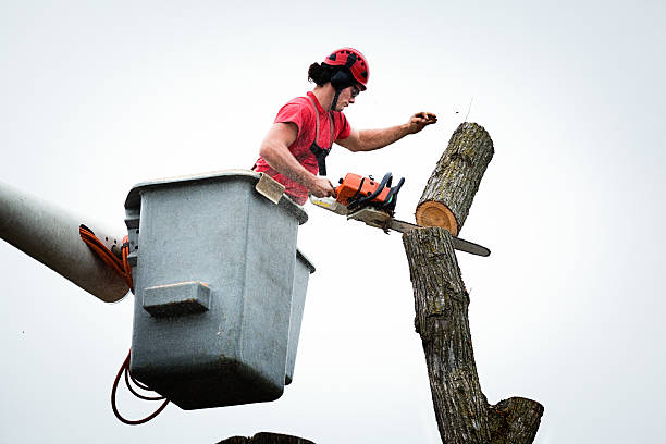 Best Leaf Removal  in Bath, PA