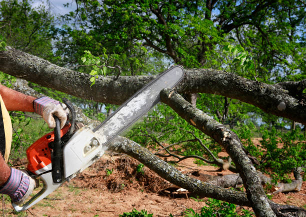 Best Tree Health Inspection  in Bath, PA
